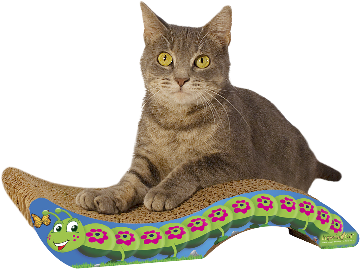 Imperial Cat Caterpillar - Click Image to Close